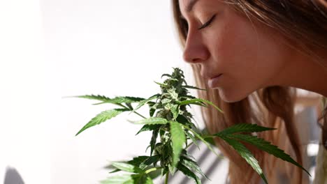 Nahaufnahme-Eines-Mädchens,-Das-Cannabispflanze-Riecht