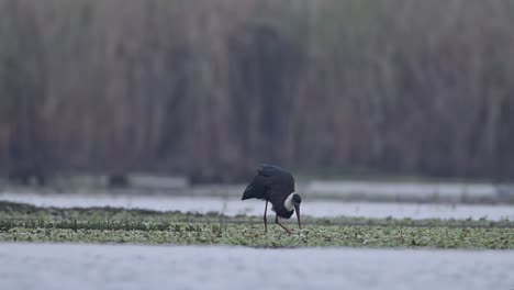 Woolly-necked-storks-fishing-in-wetland-1