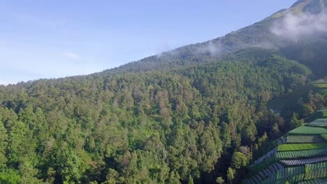 Plantación-De-Video-De-Drones-Delanteros-Y-Densos-árboles-De-Selva-Tropical-En-La-Ladera-De-La-Montaña-Con-Un-Clima-Ligeramente-Brumoso