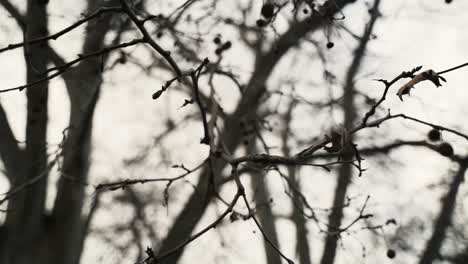 B-roll-of-bare-branches-in-tree-in-autumn-without-leafs