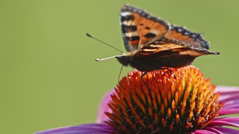 Singe-Small-Tortoiseshell-Butterfly-Feeds-On-orange-coneflower-in-sun-light