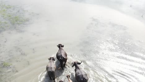 Drone-flyover-Buffalo-shepherd-leading-group-of-Water-Buffalos-crossing-a-flooded-Rice-paddy-field
