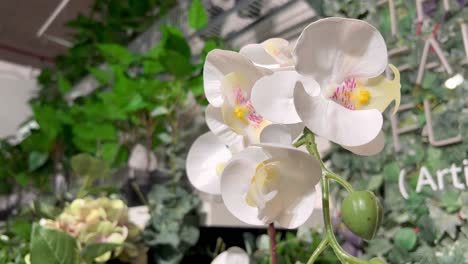 A-close-up-shot-of-beautiful-white-flower-kept-in-a-mall-for-increasing-the-beauty-of-that-place