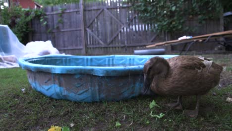 Pet-ducks-in-a-fenced-backyard-with-tiny-pool