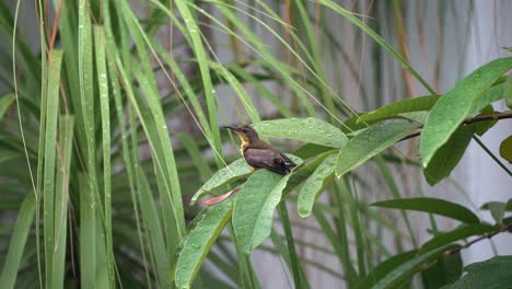 Female-olive-backed-sunbird,-nectarinia-jugularis-with-distinctive-down-curved-bill,-bathing-with-water-droplets-on-large-leaf,-cleaning,-preening-and-grooming-before-nightfall-in-slow-motion