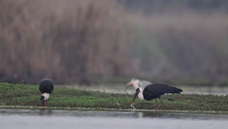 Woolly-necked-storks-fishing-in-wetland