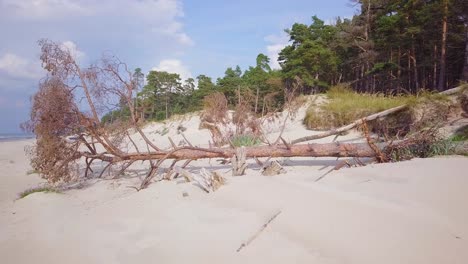 Aerial-view-of-Baltic-sea-coast-on-a-sunny-day,-white-sand-seashore-dunes-damaged-by-waves,-broken-pine-trees,-coastal-erosion,-climate-changes,-wide-angle-ascending-drone-shot-moving-forward-slow