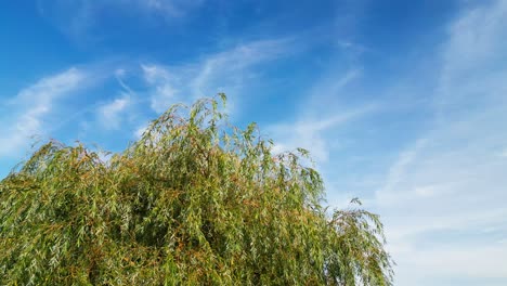 Weeping-Willow-tree-set-against-a-blue-sky-with-warm-sunlight-on-the-foliage