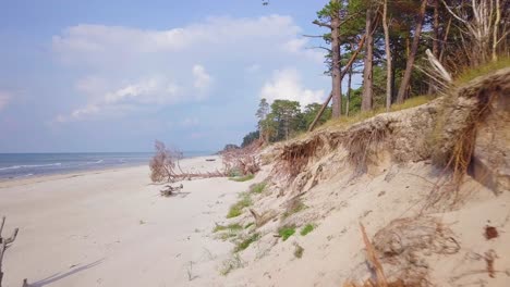 Aerial-view-of-Baltic-sea-coast-on-a-sunny-day,-steep-white-sand-seashore-dunes-damaged-by-waves,-broken-pine-trees,-coastal-erosion,-climate-changes,-wide-angle-drone-shot-moving-forward