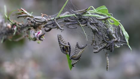 Time-lapse-of-nesting-web-of-ermine-moth-caterpillars,-yponomeutidae,-feeding-on-green-leaves-in-the-UK