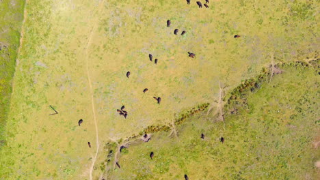 Top-down-aerial-view-of-herd-of-cows-on-grass-pasture