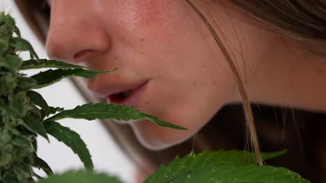 Close-up-detail-cinematic-shot-of-girl-nose-smelling-buds-of-a-cannabis-plant