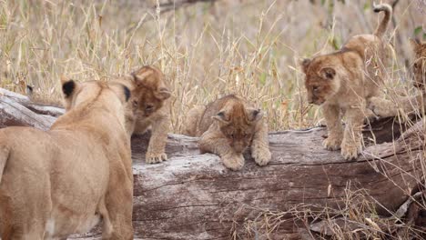 Closeup-of-a-lioness-and-her-cubs-investigating-a-fallen-tree-in-Mashatu-Game-Reserve,-Botswana