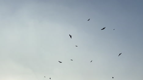 Vultures-flying-in-the-sky-over-dead-rotten-body