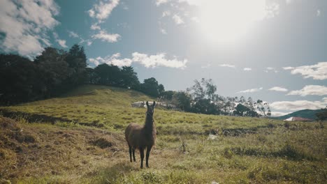 Alpaka-lama,-Das-Auf-Sonnigen-Wiesen-In-Den-Anden,-Ecuador-Weidet
