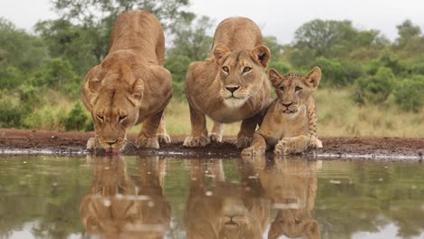 Eye-level-clip-of-lionesses-and-cub-pausing-to-look-past-the-camera-while-drinking-at-Zimanga,-South-Africa