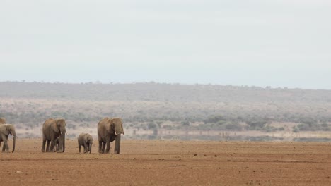Wide-clip-of-a-family-herd-of-elephants-walking-on-a-dusty-plain-in-Amboseli,-Kenya