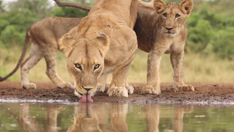 Closeup-of-a-lioness-and-two-cubs-drinking-at-eye-level-at-a-waterhole-in-Zimanga,-South-Africa