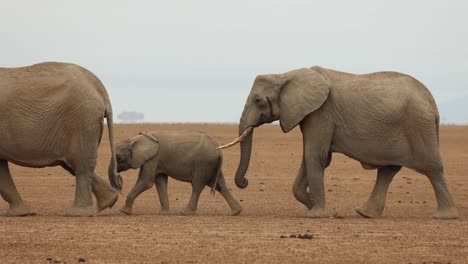 A-herd-of-elephants-with-babies-march-across-the-dusty-plains-in-Amboseli,-Kenya