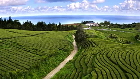 Chá-Gorreana-tea-plantation-and-factory-on-Azores-coast,-aerial-view