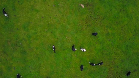 Drohnenaufstieg,-Der-Dutzende-Von-Friesischen-Milchkühen-Enthüllt,-Die-Friedlich-Auf-Einer-Grünen-Weide-Grasen