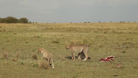 A-fat-hyena-stealing-a-fresh-kill-from-three-young-cheetahs-in-the-Masai-Mara,-Kenya