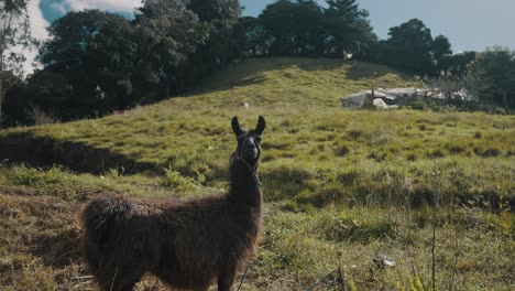 Braunes-Lama,-Das-Auf-Der-Grasbewachsenen-Wiese-Der-Andenregion-Von-Südamerika-Steht