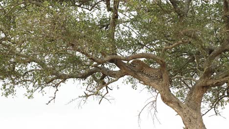 A-leopard-lying-in-a-tree-sharpens-its-claws-on-the-branch-in-the-Masai-Mara,-Kenya
