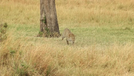 Slow-motion-clip-of-a-leopard-descending-from-a-tree-and-running-through-golden-grass-in-the-Masai-Mara,-Kenya
