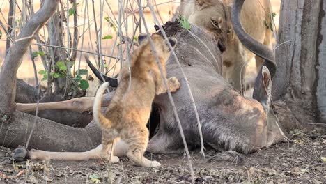 Nahaufnahme-Von-Löwenjungen,-Die-Auf-Einem-Kudu-Kadaver-Spielen,-Während-Ihre-Mutter-Isst,-Mashatu,-Botswana