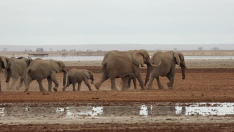 A-herd-of-wild-elephants-walking-past-shallow-water-in-Amboseli-National-Park,-Kenya