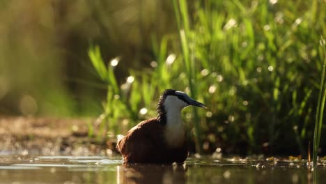 Eye-level-back-lit-clip-of-an-African-jacana-bathing-in-shallow-water-in-Zimanga,-South-Africa