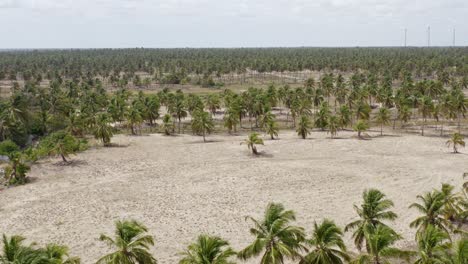 Thousands-of-palm-trees-on-Guajiru-Island-in-Brazil,-drone-flyover
