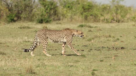 Ein-Gepard,-Der-Im-Seitenlicht-Spazieren-Geht-Und-Sich-In-Der-Masai-Mara,-Kenia,-Ins-Gras-Legt