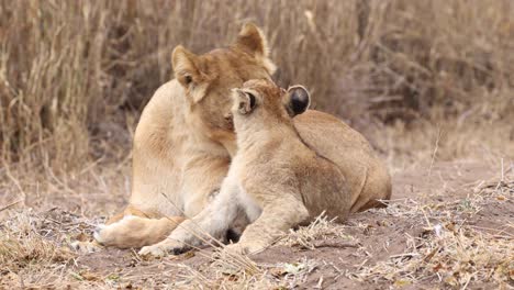A-lioness-and-her-cub-grooming-one-another-before-turning-to-look-towards-the-camera-in-Mashatu,-Botswana
