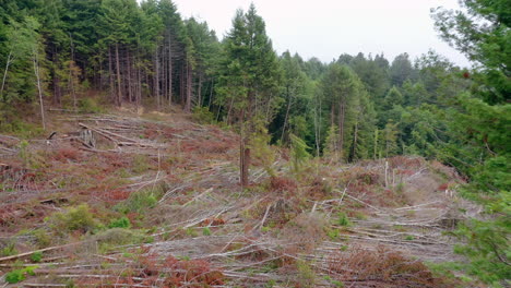 Clearcut-section-of-redwood-trees-Drone-aerial-fly-through