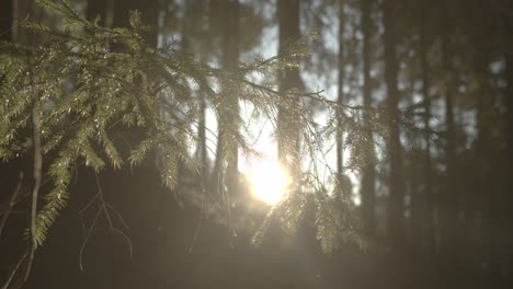 Close-up-shot-of-Conifer-Tree-in-Forest-with-sunset-sun-rays-at-horizon