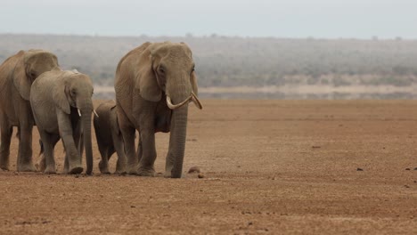A-family-group-of-elephants-walking-closer-over-dusty-earth-in-search-of-water-in-Amboseli,-Kenya