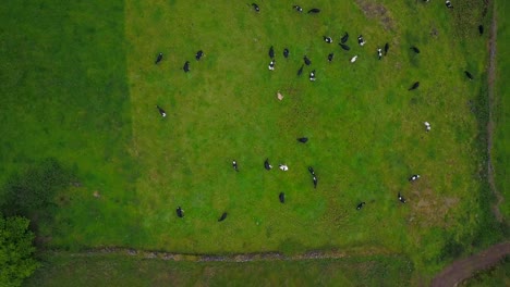 Vista-Aérea-De-Docenas-De-Vacas-Lecheras-Holstein-Friesian-Pastando-En-Una-Pradera-Verde