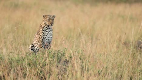 An-alert-leopard-sitting,-watching-and-listening-in-tall-golden-grass-in-the-Masai-Mara,-Kenya