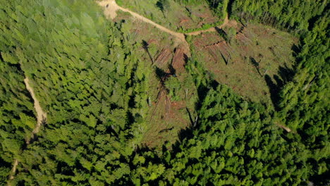 Clearcut-of-redwood-trees-with-machinery-Drone-aerial-pull-back