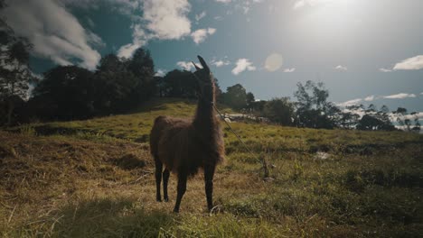Ein-Lama,-Das-Tagsüber-Gras-Auf-Dem-Feld-In-Ecuador-Kaut---Breit