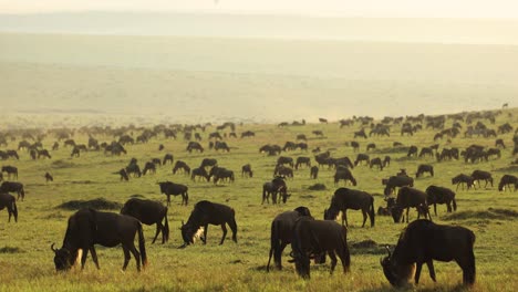 Hundreds-of-wildebeest-grazing-quietly-on-green-plains-in-golden-back-light-in-the-Masai-Mara,-Kenya