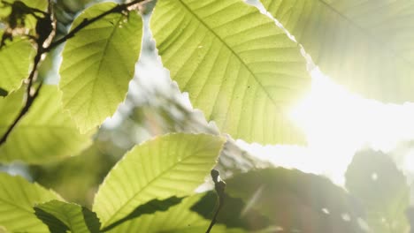 Sunbeams-break-through-Lush-green-leaves,-scenic-foliage-in-Sunlight,-Close-up