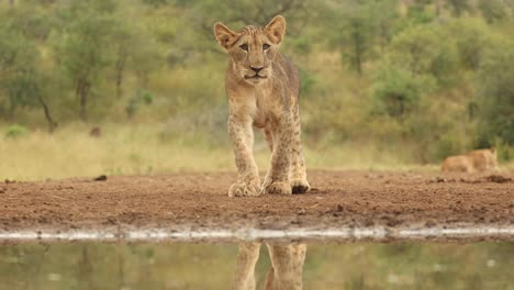 Eye-level-clip-of-a-lion-cub-calling-at-a-waterhole-in-Kwa-Zulu-Natal,-South-Africa