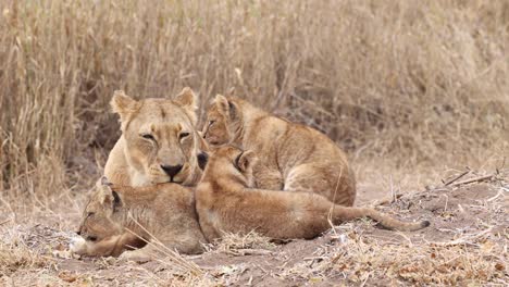 A-lioness-and-three-cubs-grooming-each-other-and-playing-in-Mashatu-Game-Reserve,-Botswana