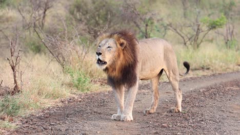 An-adult,-black-maned-male-lion-roaring-in-Zimanga,-South-Africa