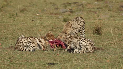 Three-young-cheetahs-feeding-on-a-carcass-in-the-Masai-Mara,-Kenya
