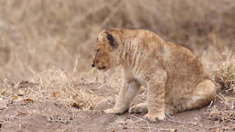 Nahaufnahme-Eines-Süßen-Löwenjungen,-Das-Von-Seinem-Sitz-Im-Sand-Aufsteht-Und-Im-Mashatu-Game-Reserve,-Botswana,-Weggeht