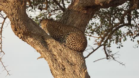 A-leopard-getting-comfortable-in-the-fork-of-a-tree-in-the-Masai-Mara,-Kenya